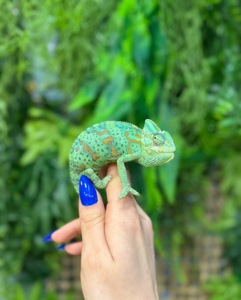 Йеменський хамелеон