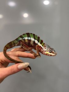 Найяскравіший хамелеон пантеровий