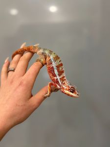 Найяскравіший хамелеон пантеровий