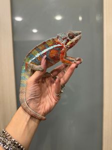 Найяскравіший хамелеон пантеровий