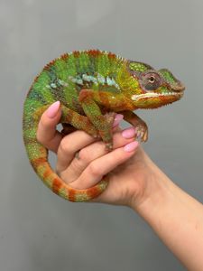 Найяскравіший хамелеон пантеровий