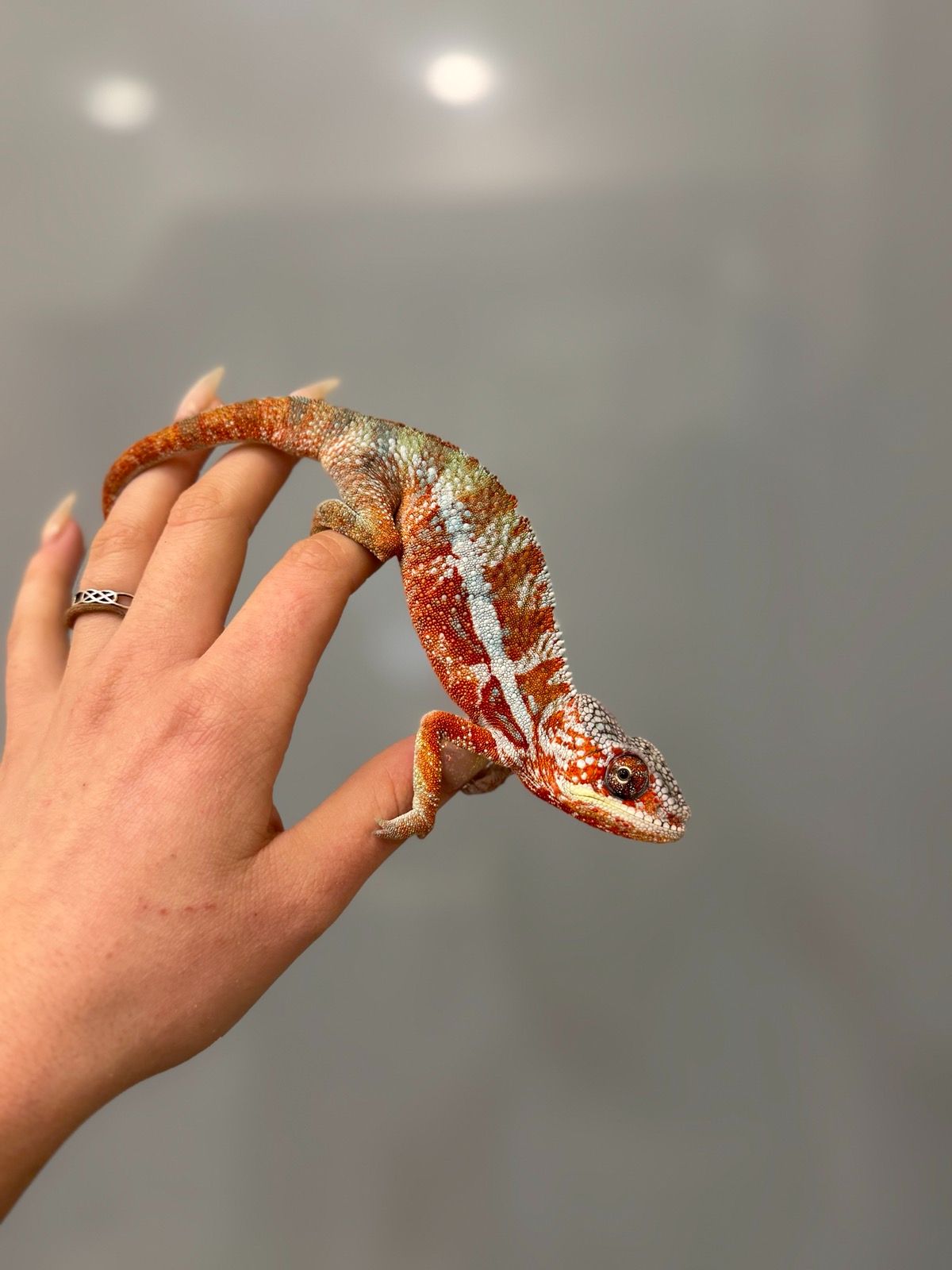 Найяскравіший хамелеон пантеровий