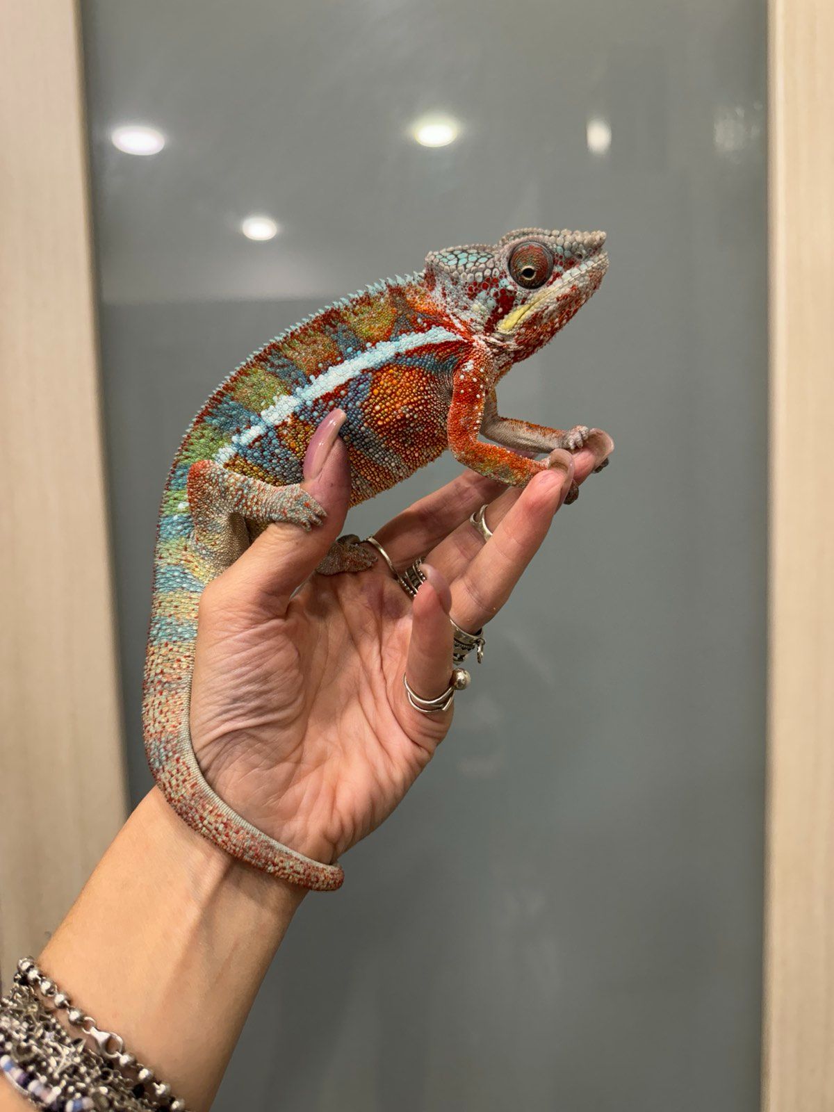 Найяскравіший хамелеон пантеровий