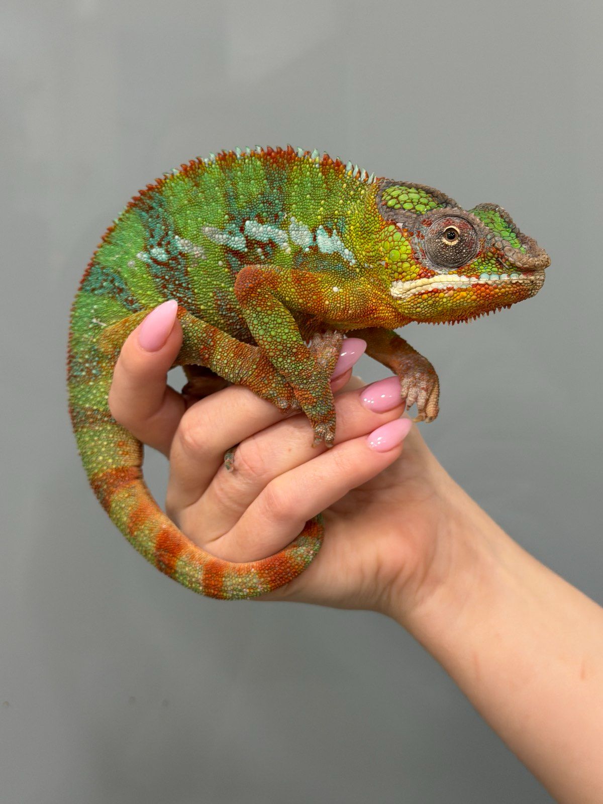 Найяскравіший хамелеон пантеровий