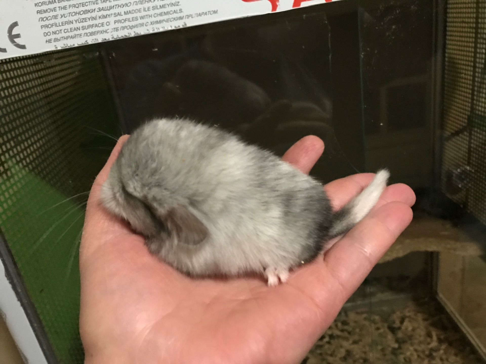 Братики шиншили білі ебоні носії сапфіру, фіолету та ангори