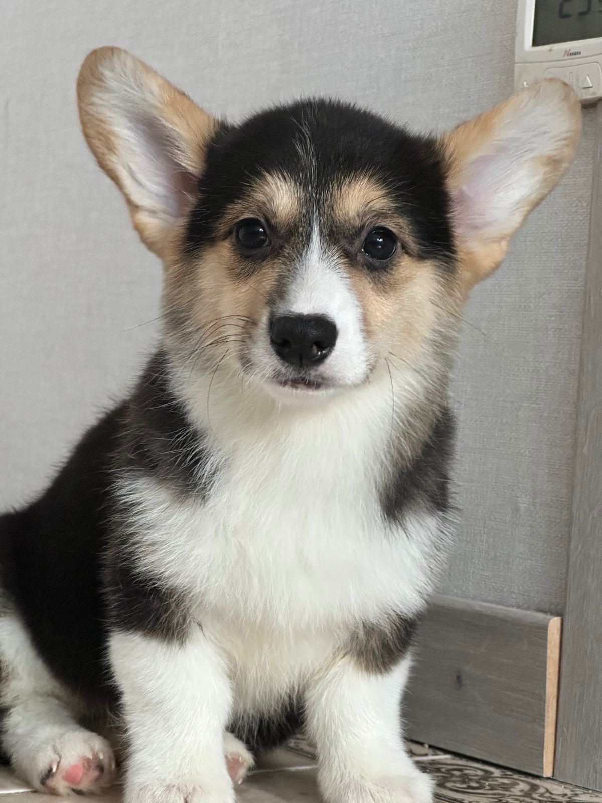 Вязка Вельш-корги мальчик