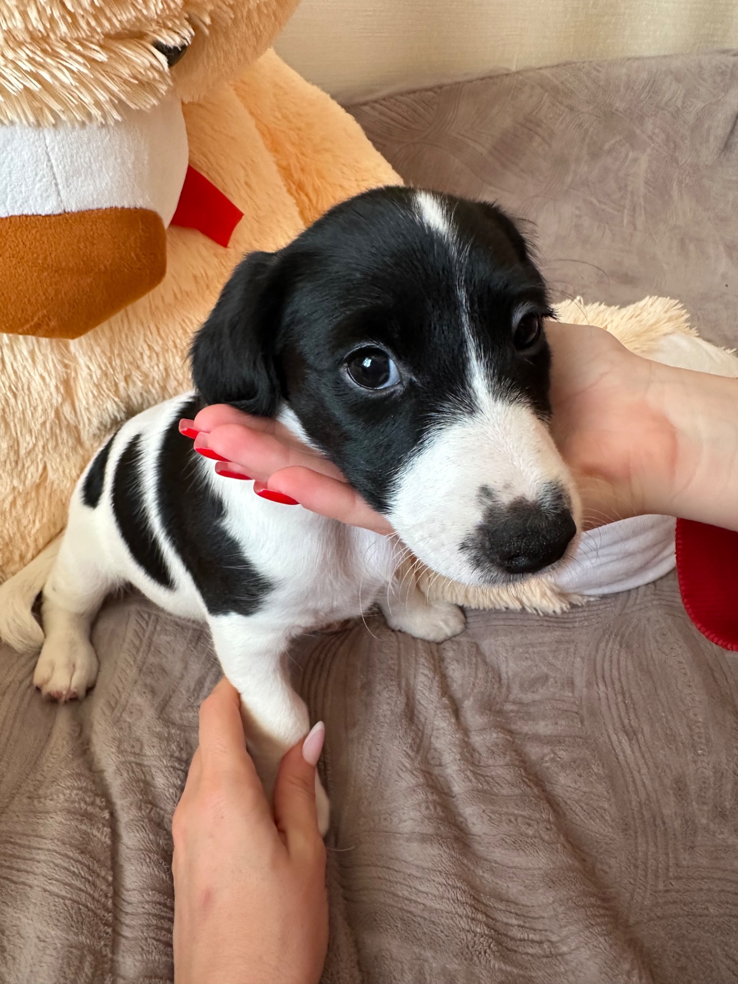 Джек Расел Терьєр (Парсон)