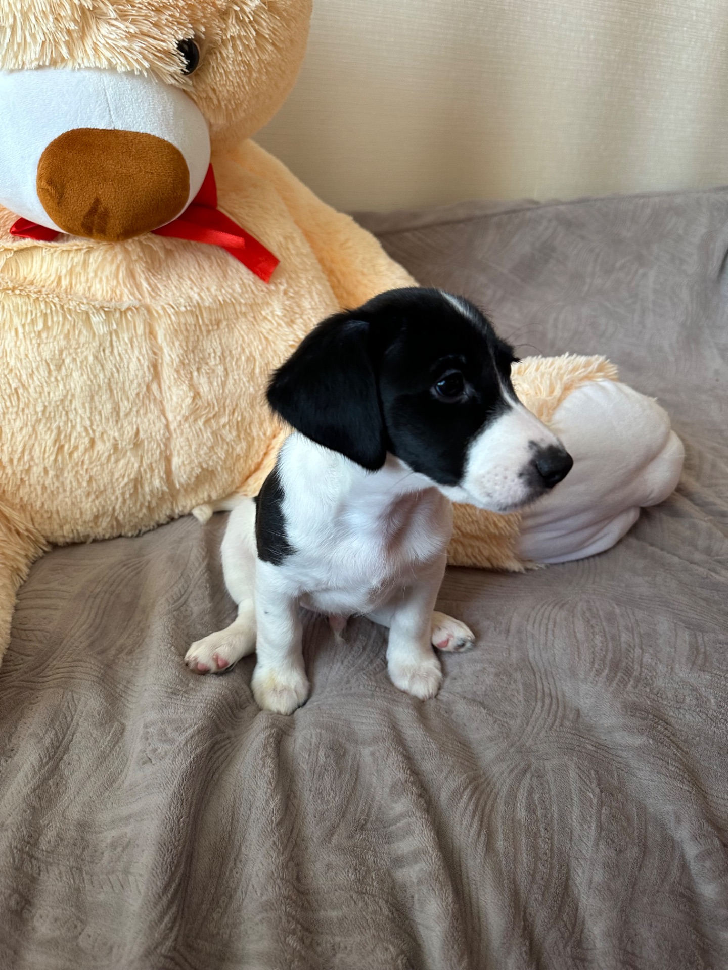 Джек Расел Терьєр (Парсон)