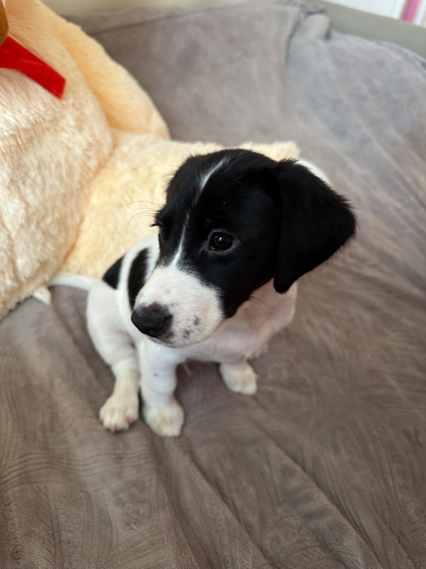 Джек Расел Терьєр (Парсон)