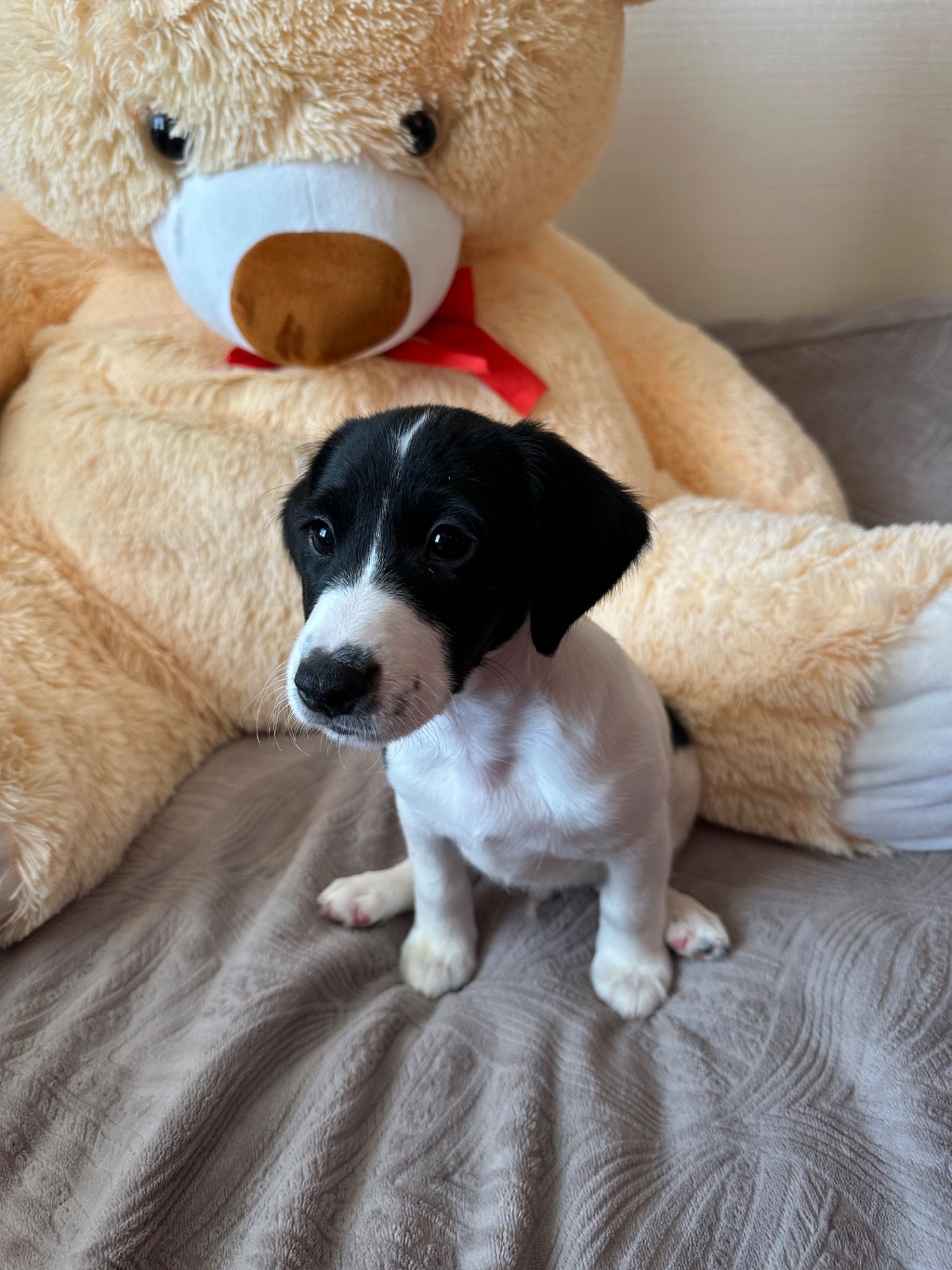 Джек Расел Терьєр (Парсон)