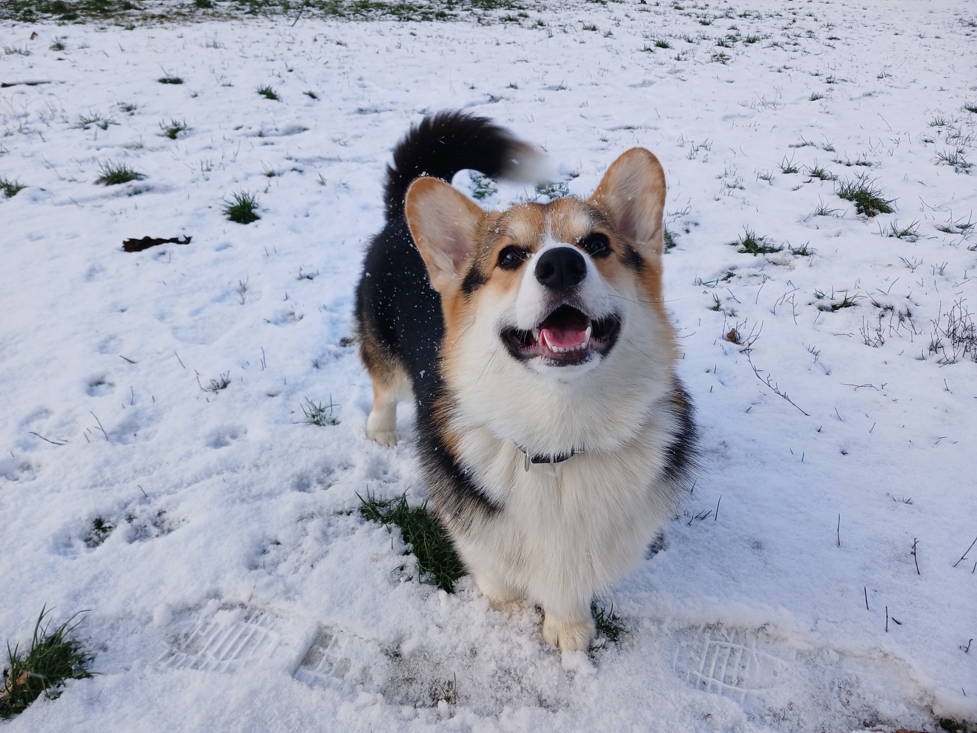 Вязка Вельш-корги мальчик