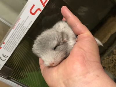 Братики шиншили білі ебоні носії сапфіру, фіолету та ангори