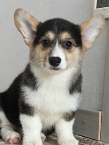 Вязка Вельш-корги мальчик