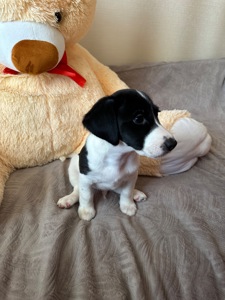 Джек Расел Терьєр (Парсон)