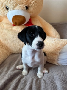 Джек Расел Терьєр (Парсон)