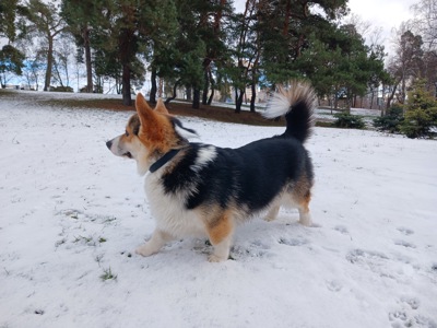 Вязка Вельш-корги мальчик