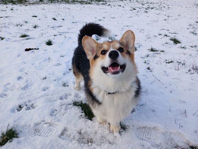 Вязка Вельш-корги мальчик