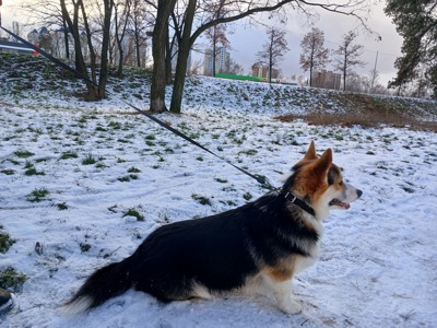 Вязка Вельш-корги мальчик