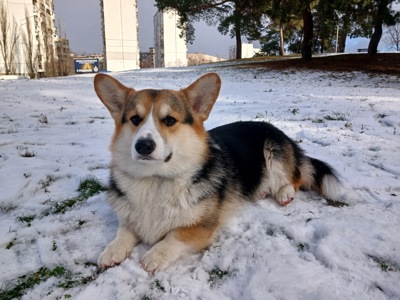 Вязка Вельш-корги мальчик