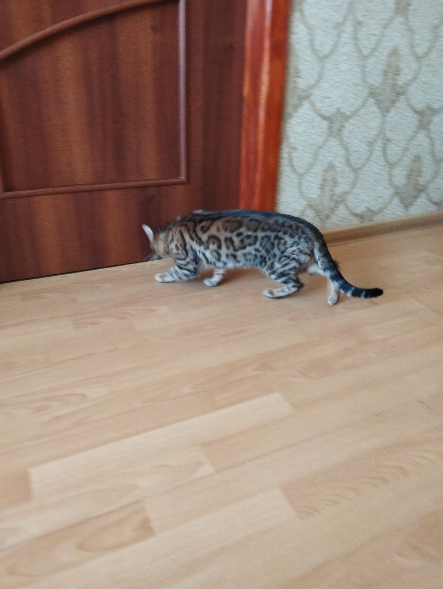 Кішка Бенгальська