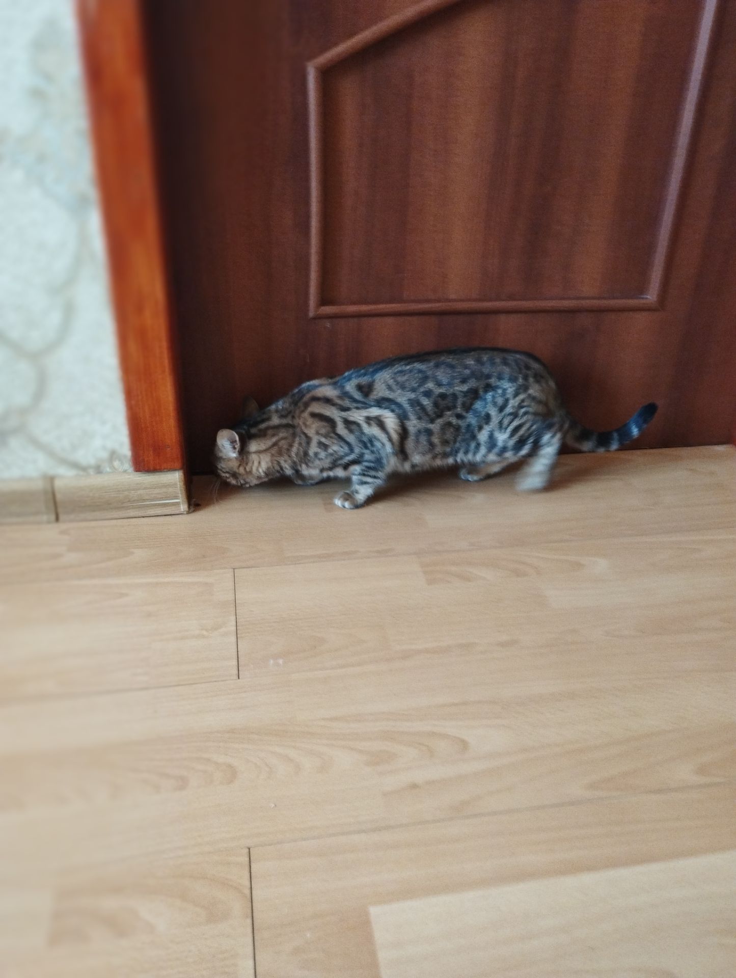 Кішка Бенгальська