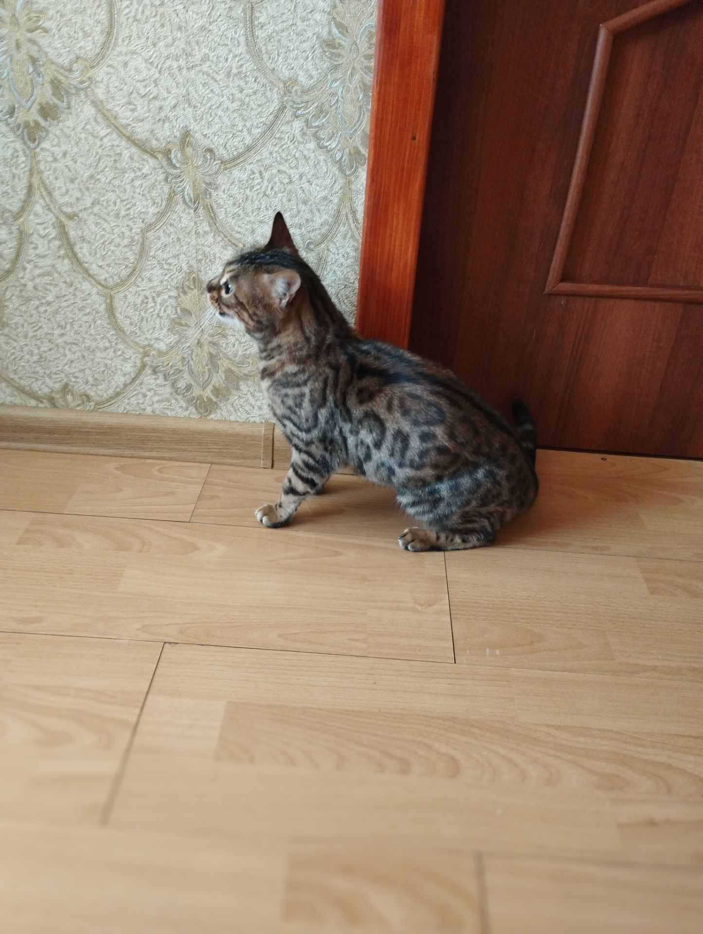 Кішка Бенгальська