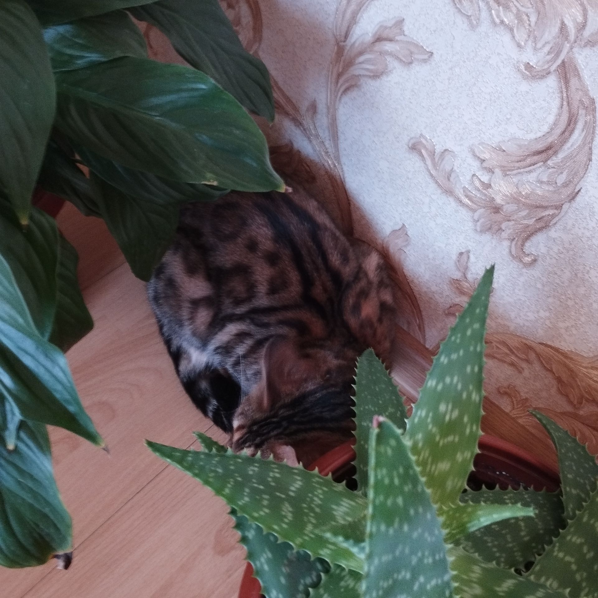 Кішка Бенгальська