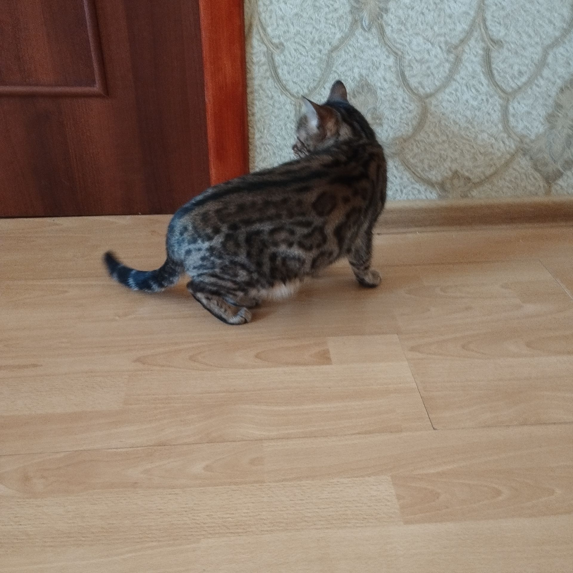 Кішка Бенгальська