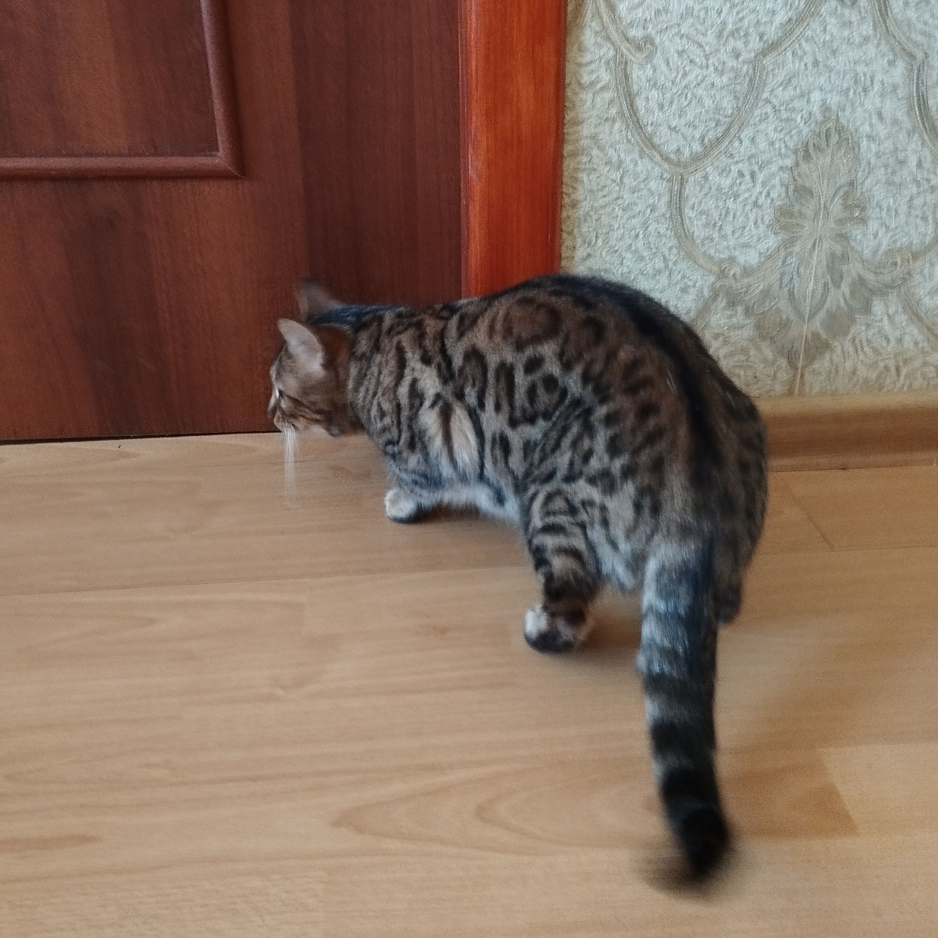 Кішка Бенгальська