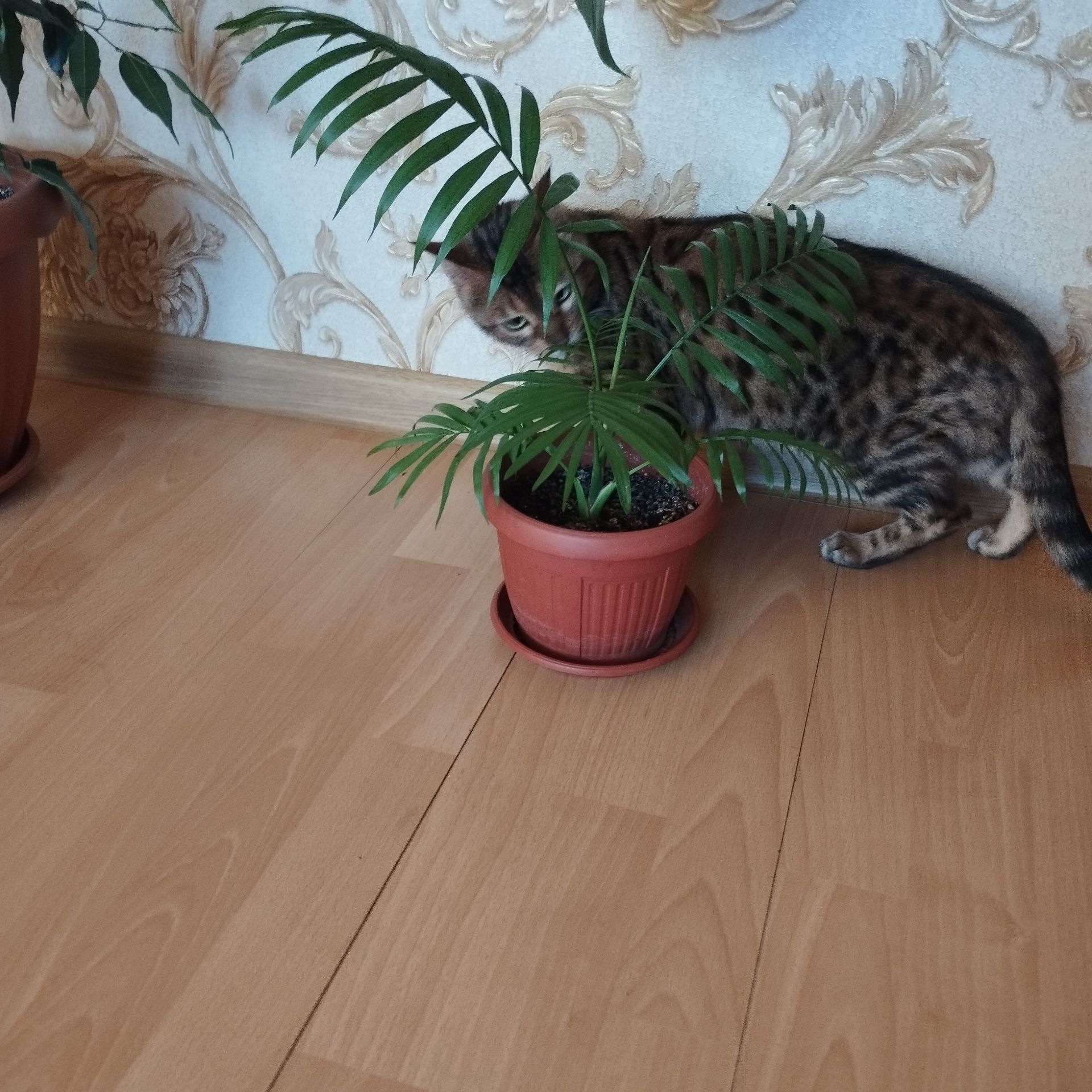 Кішка Бенгальська