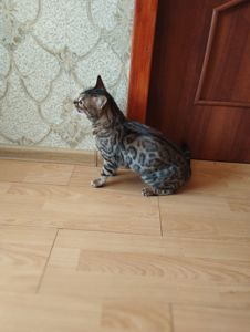 Кішка Бенгальська