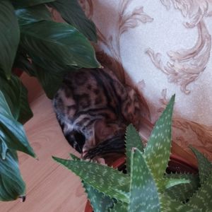 Кішка Бенгальська