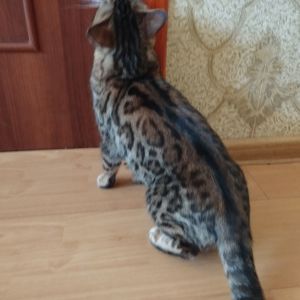 Кішка Бенгальська