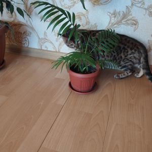 Кішка Бенгальська