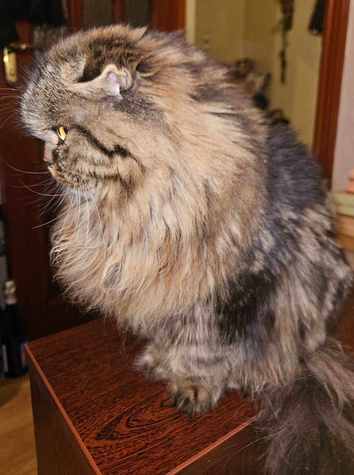 Клубне кошеня від заводчика шукає родину