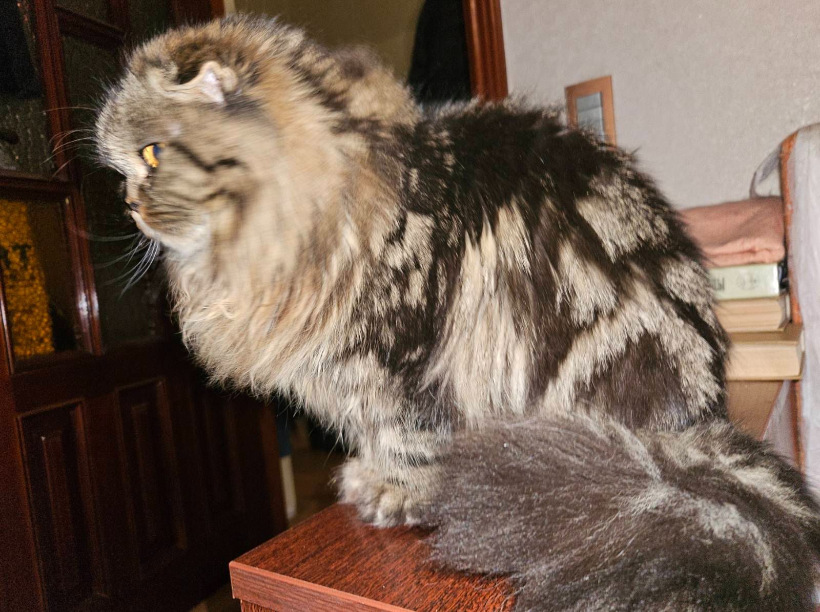 Клубне кошеня від заводчика шукає родину