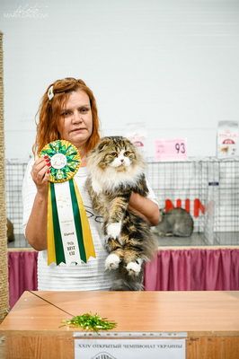 Клубне кошеня від заводчика шукає родину