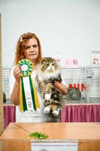 Клубне кошеня від заводчика шукає родину