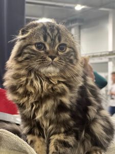 Клубне кошеня від заводчика шукає родину