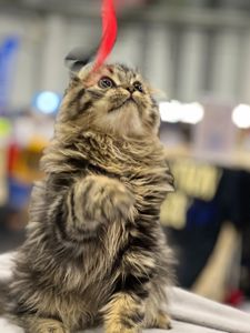 Клубне кошеня від заводчика шукає родину