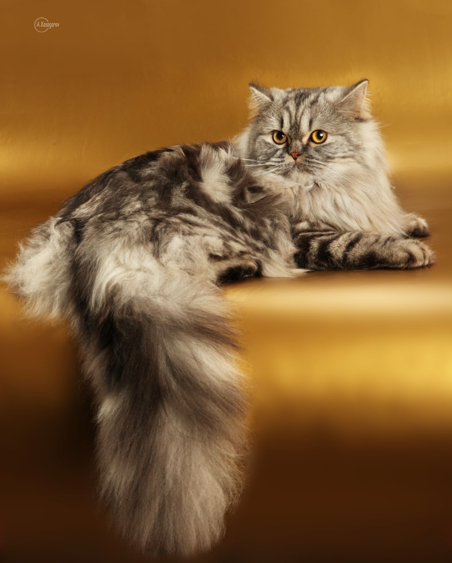 Клубне кошеня від заводчика шукає родину