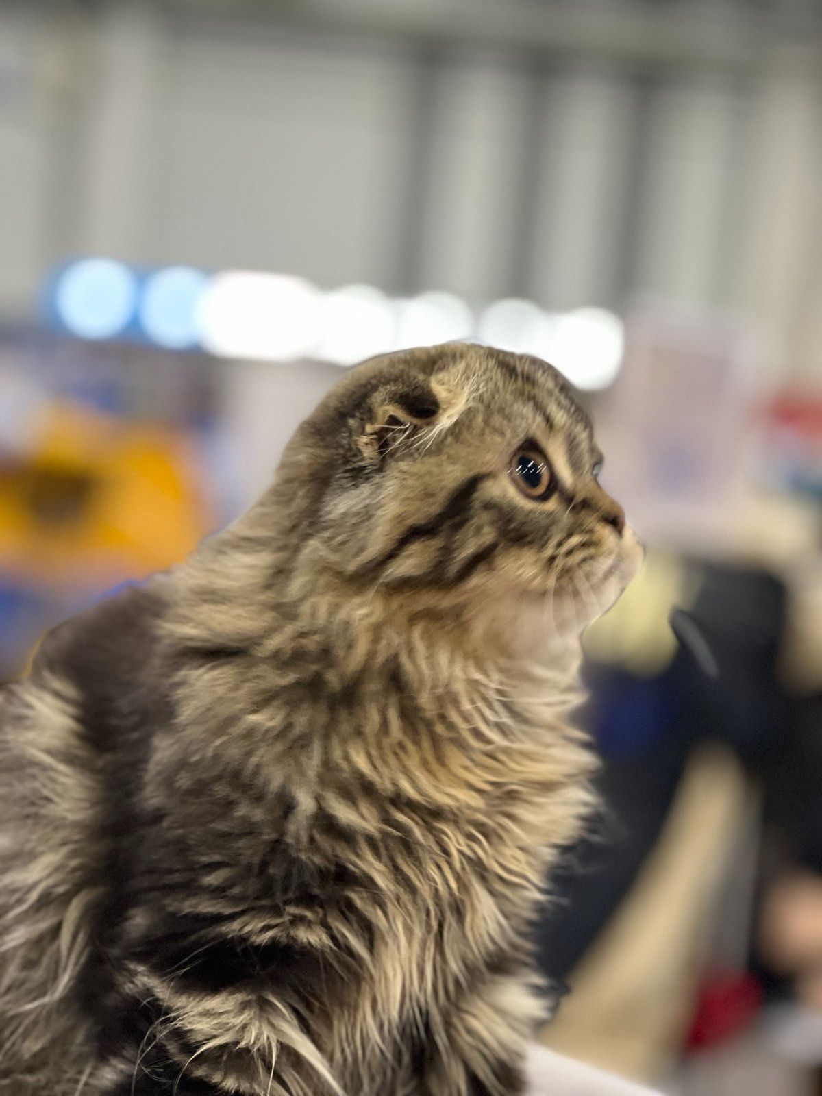 Клубне кошеня від заводчика шукає родину