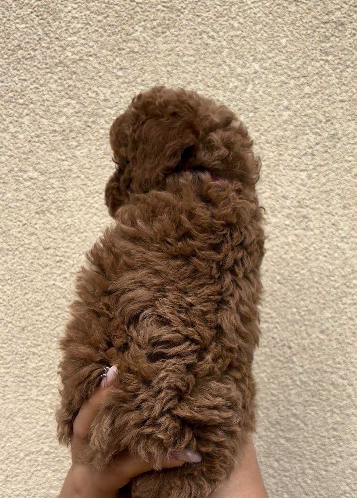 Дівчинка Ред Браун Той Пудель Стандарт