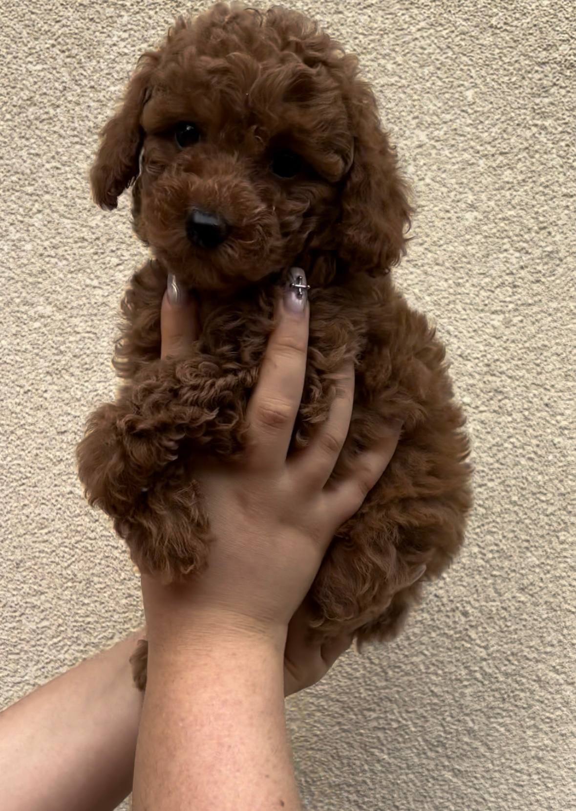 Дівчинка Ред Браун Той Пудель Стандарт