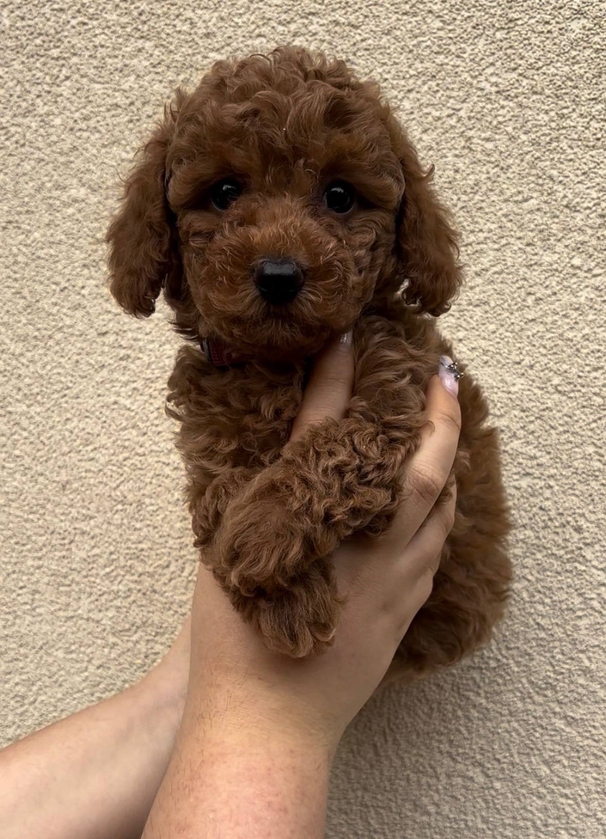 Дівчинка Ред Браун Той Пудель Стандарт