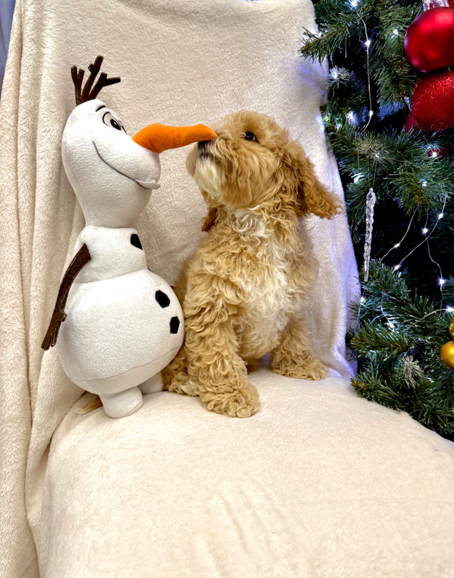 Порода Кокапу (Той Пудель + Спаніель)