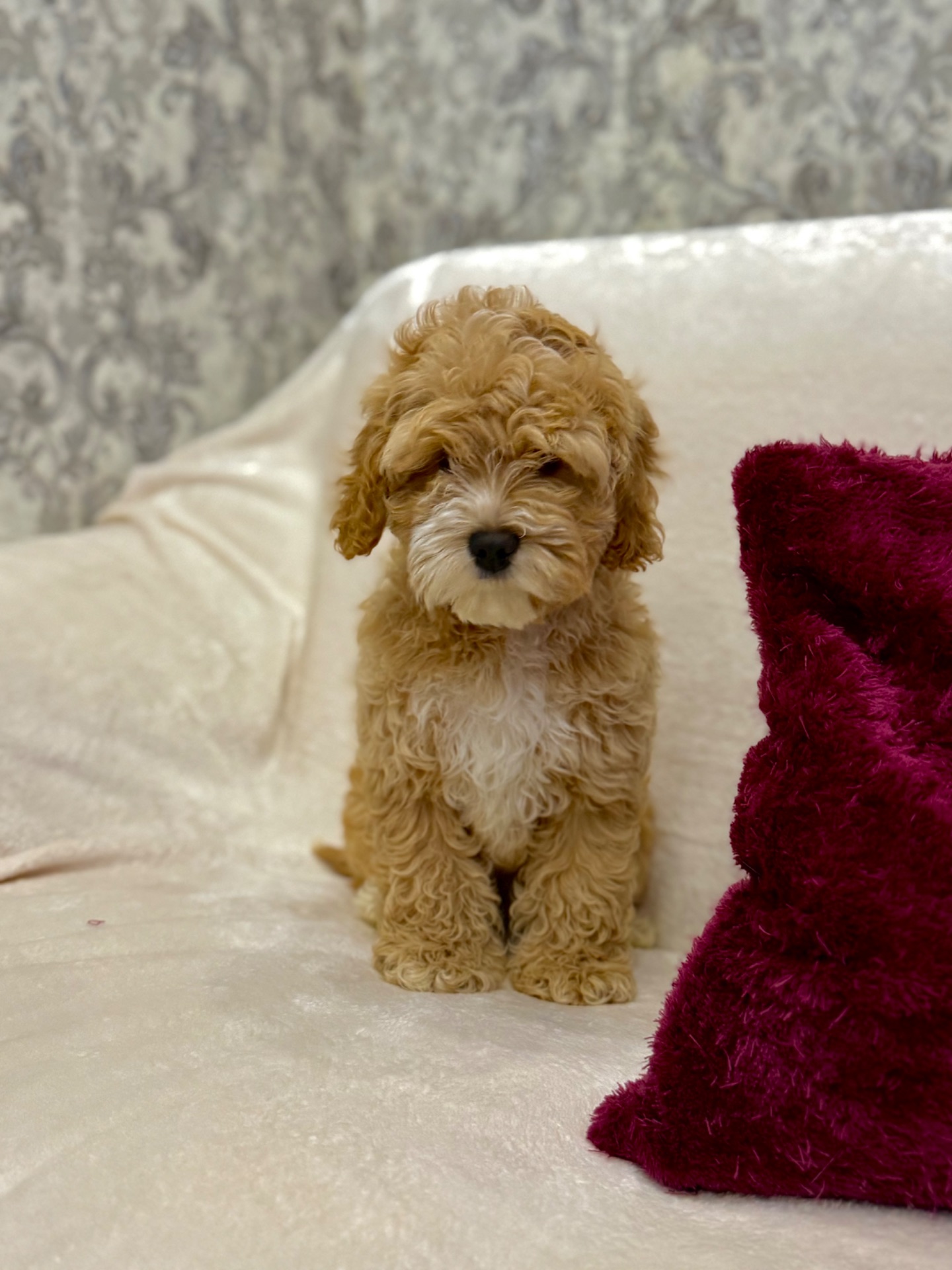 Порода Кокапу (Той Пудель + Спаніель)