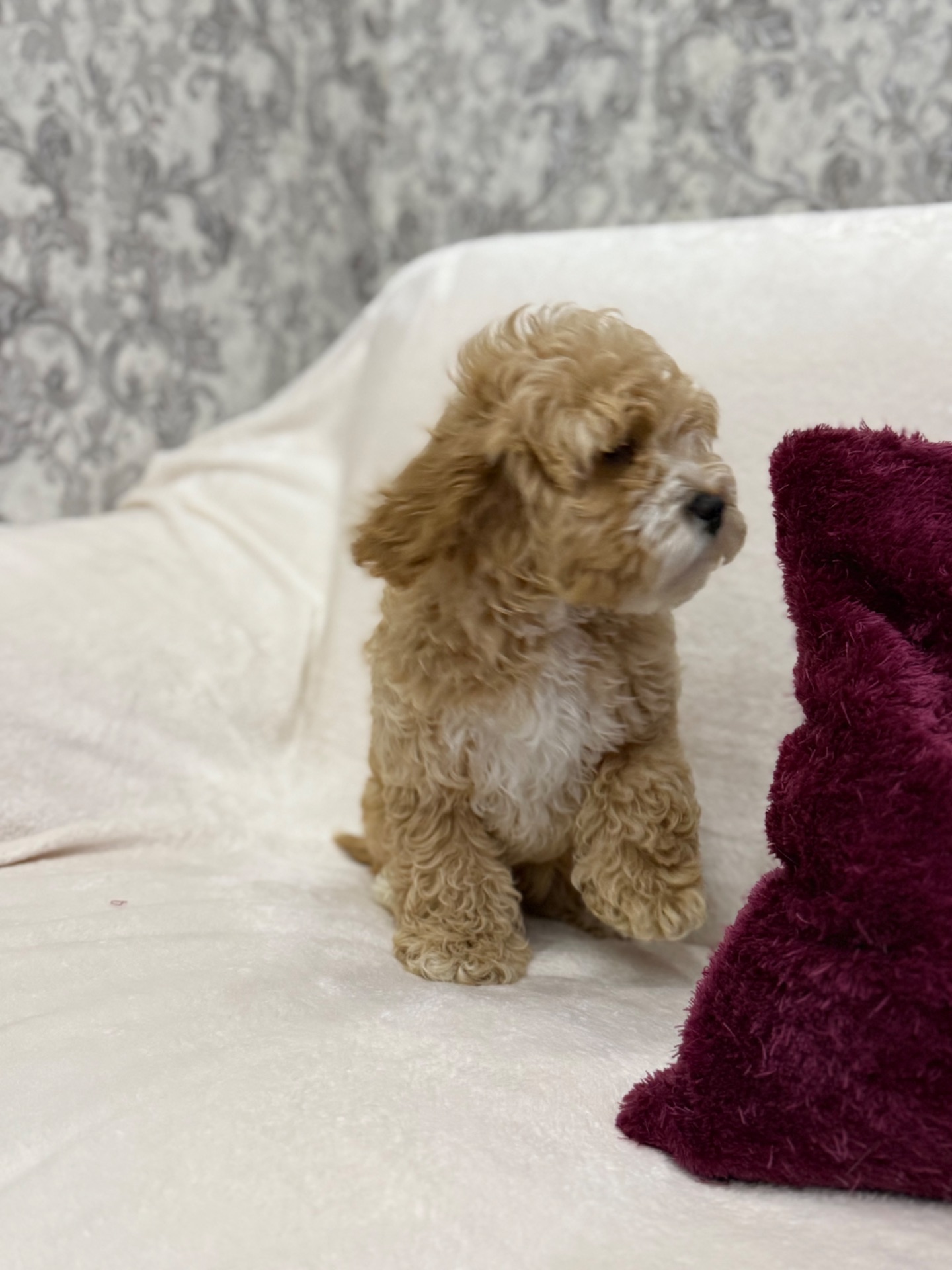 Порода Кокапу (Той Пудель + Спаніель)