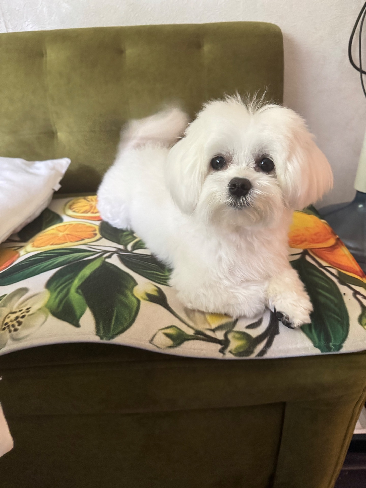 Вʼязка хлопець з родоводом