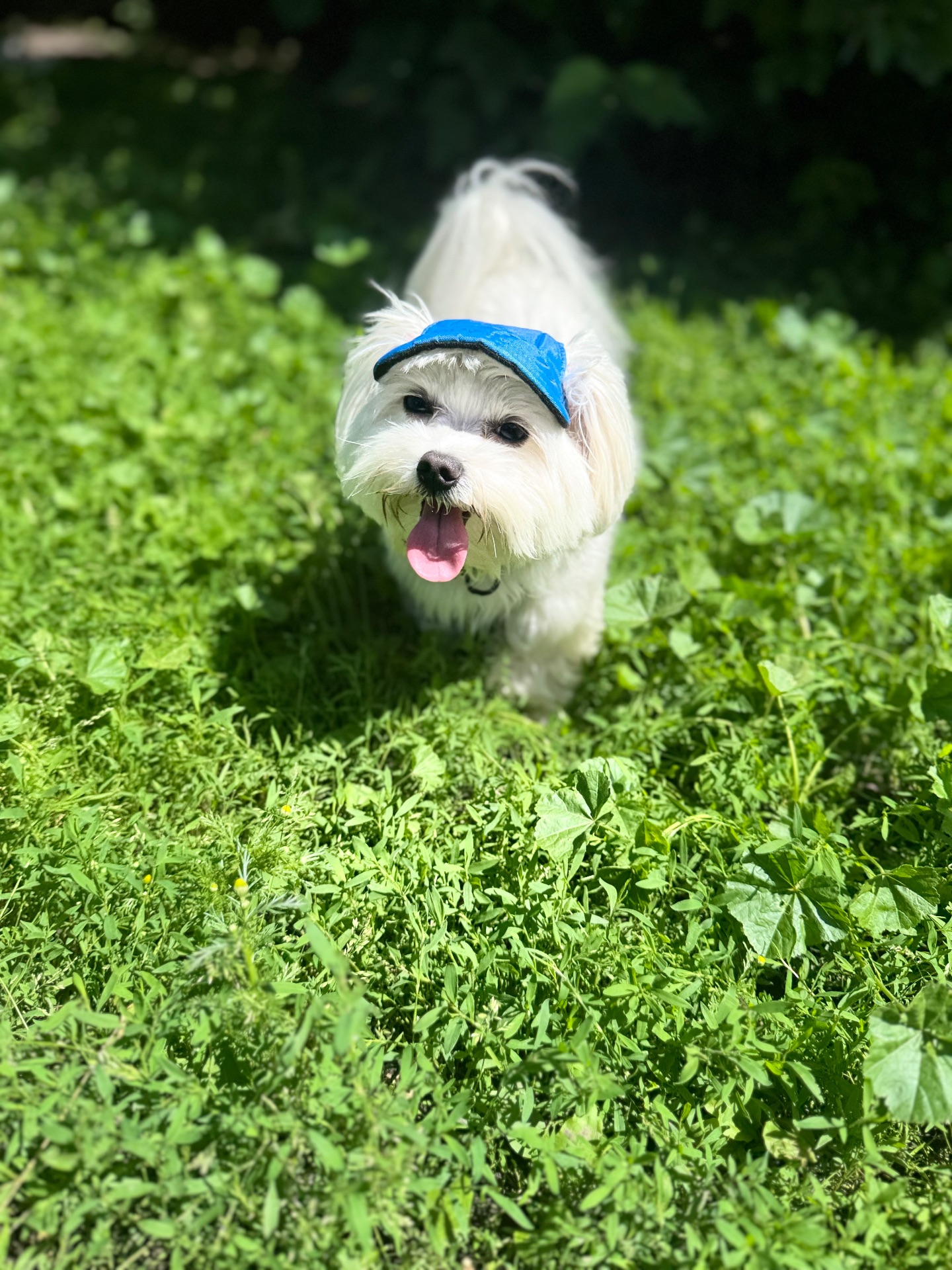 Вʼязка хлопець з родоводом